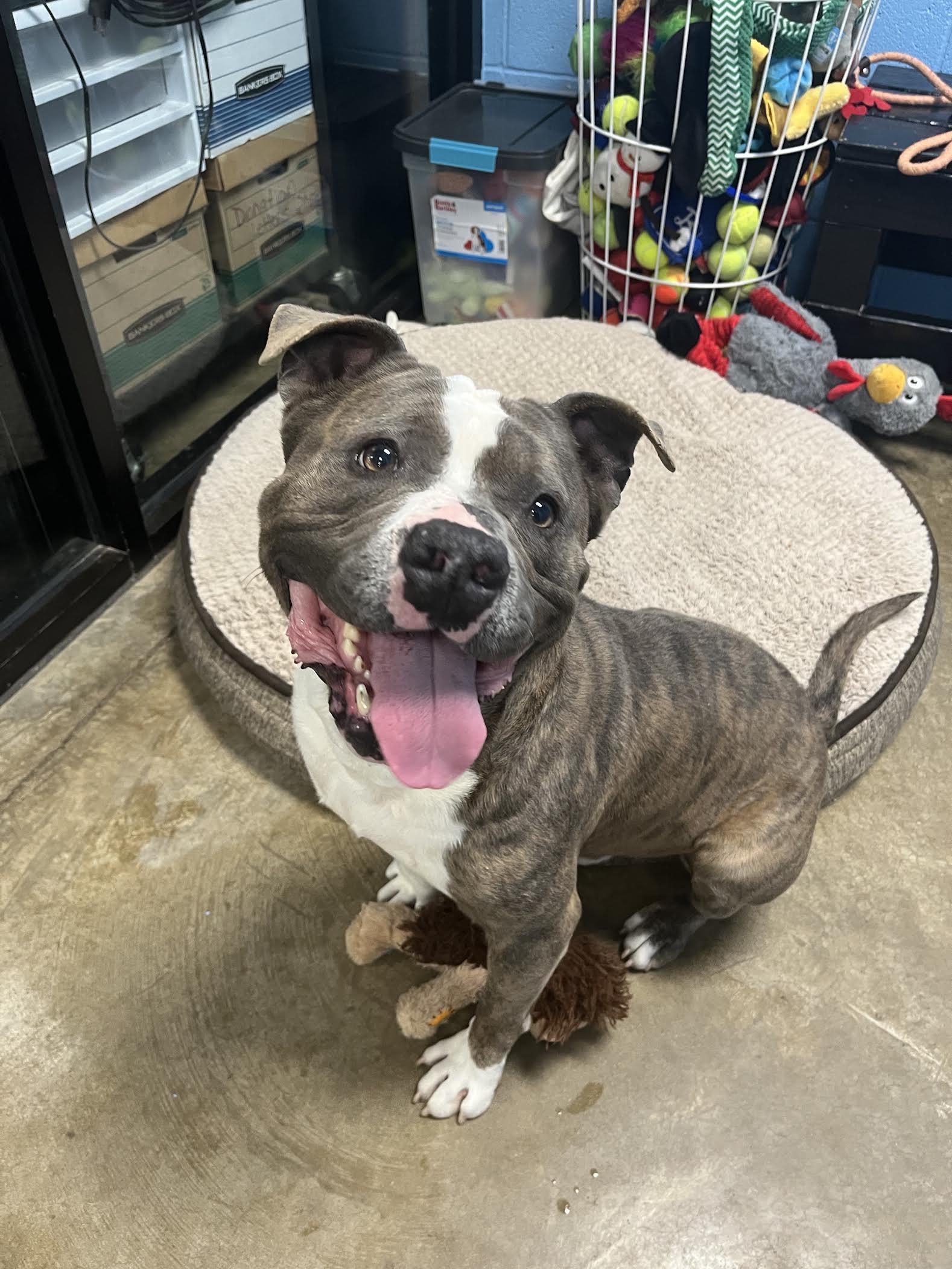 Dee, Adoptable, Adult Male Mixed Breed.