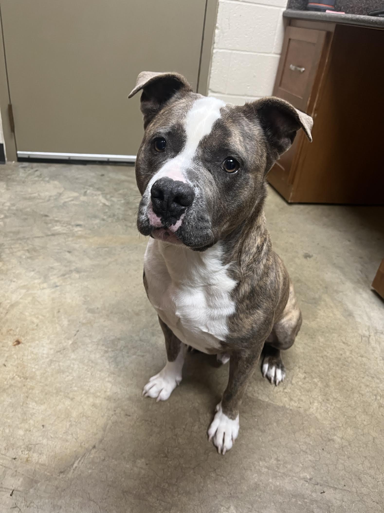 Dee, a Adoptable Mixed Breed in Collierville, TN image 2/6