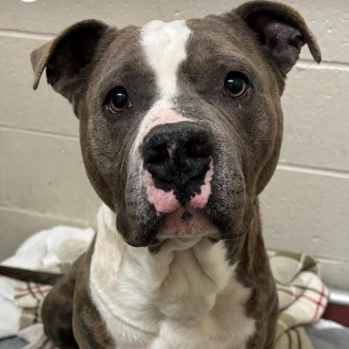 Dee, a Adoptable Mixed Breed in Collierville, TN image 6/6