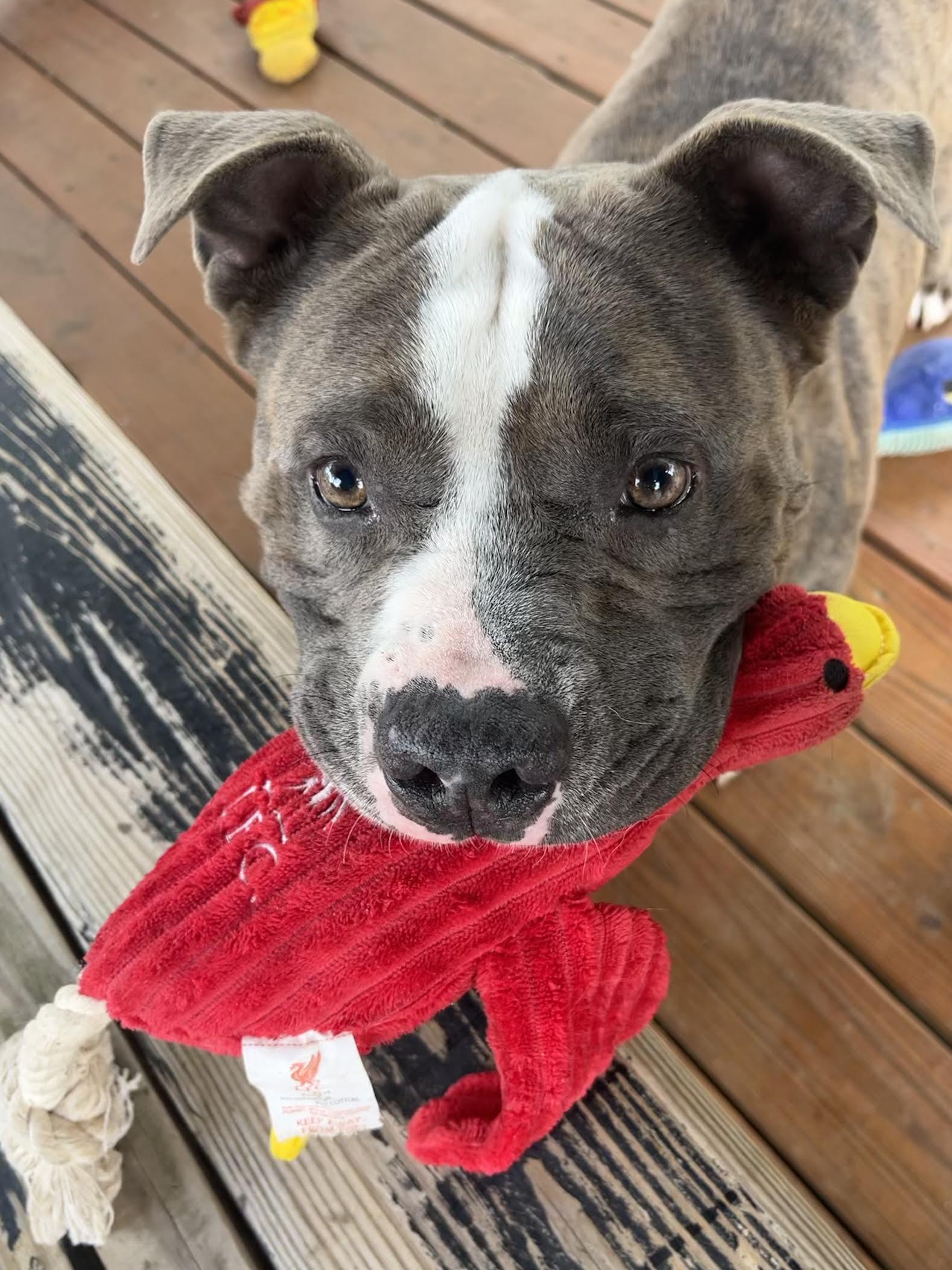 Dee, a Adoptable Mixed Breed in Collierville, TN image 3/6