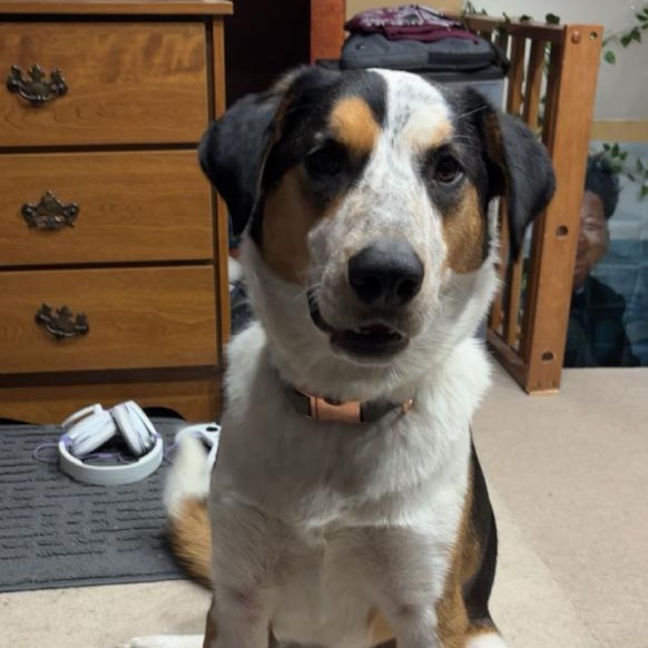 MAVER, Adopted, Young Male Australian Cattle Dog / Blue Heeler.