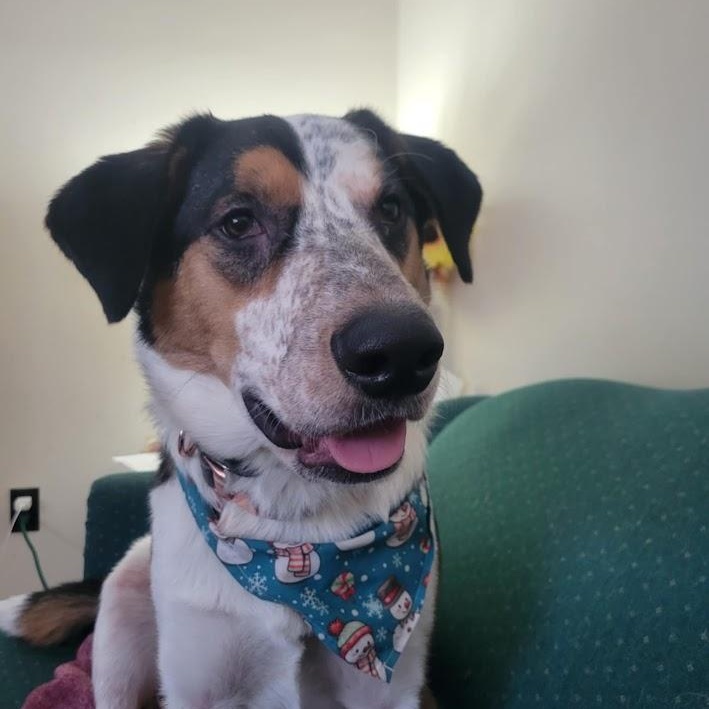 Enlarge MAVER, a Adopted mixed breed in Parry Sound, ON image 2/3