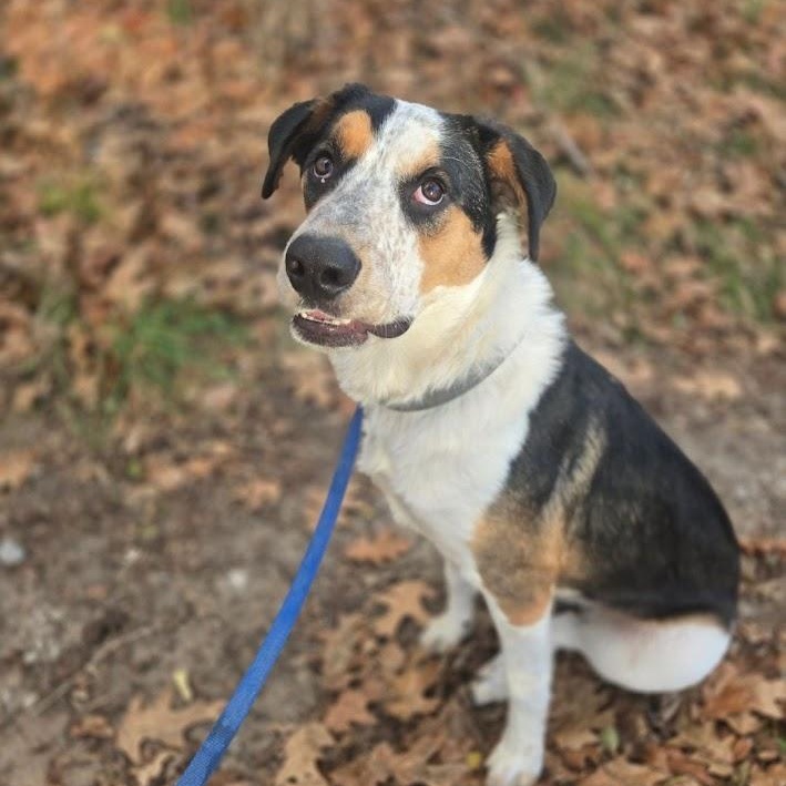 Enlarge MAVER, a Adopted mixed breed in Parry Sound, ON image 3/3