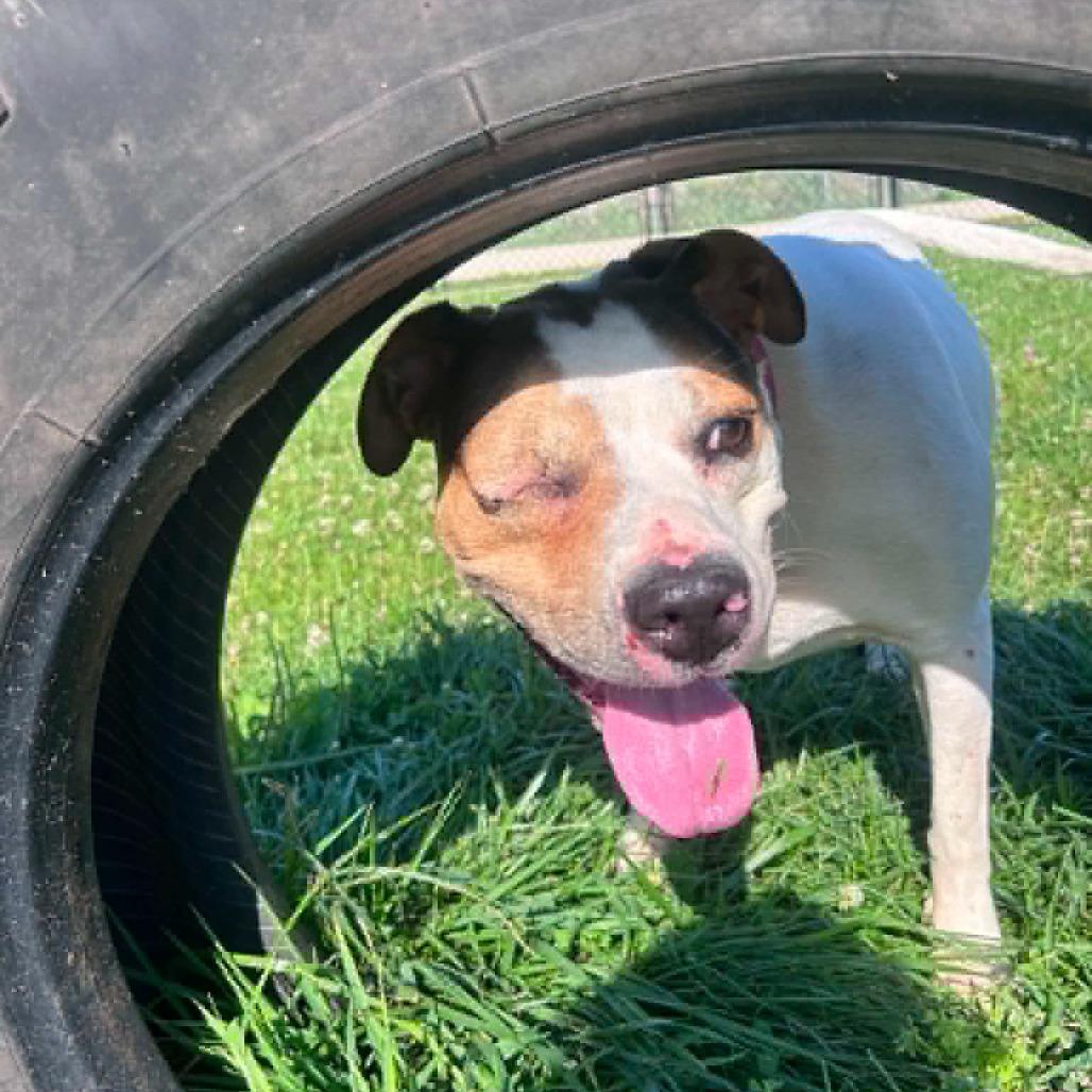 Marlie, ADOPTABLE, Adult Female Terrier & Mixed Breed.