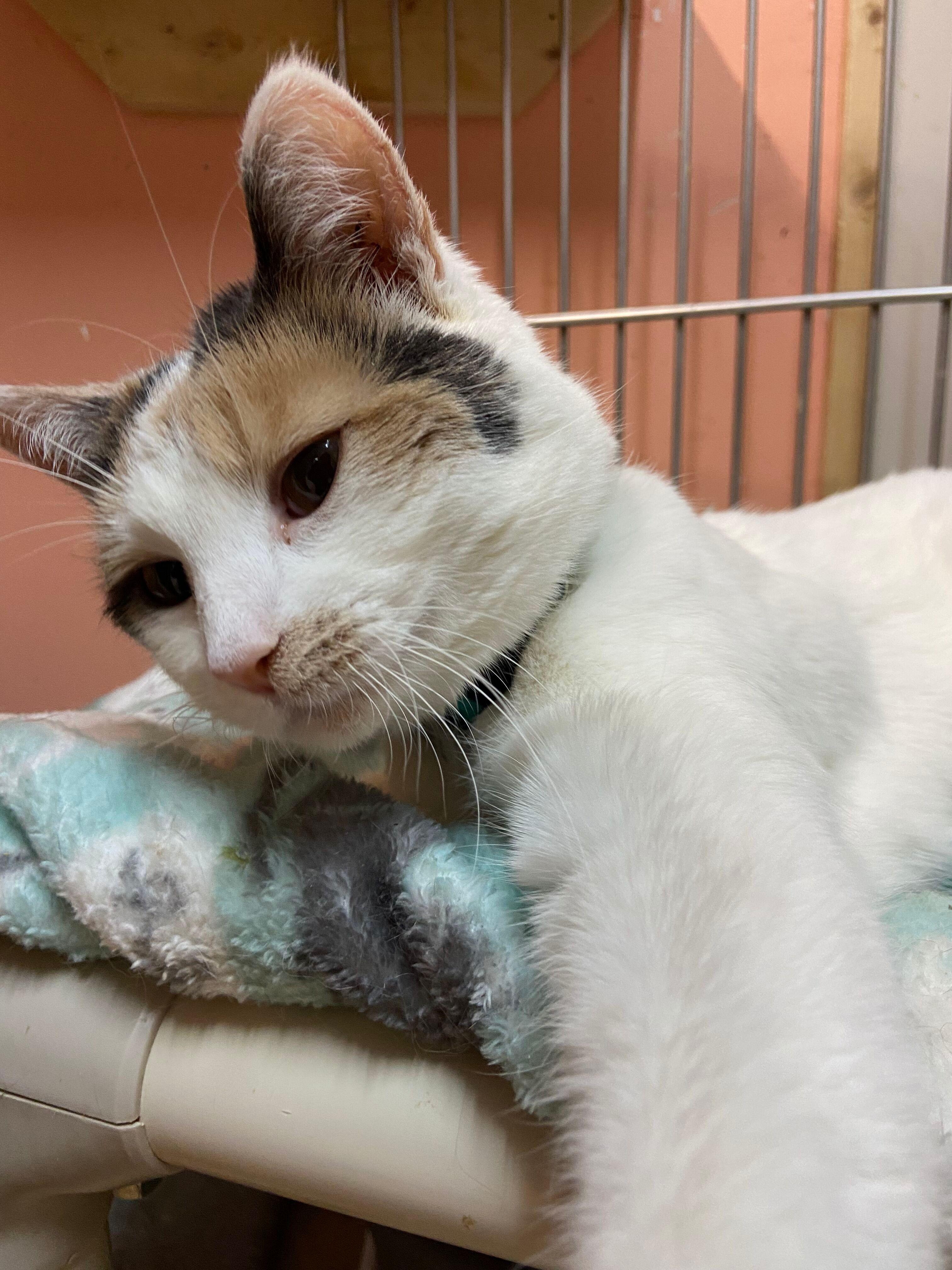 Enlarge JEWELS, an adopted Calico in Peru, IN image 4/6