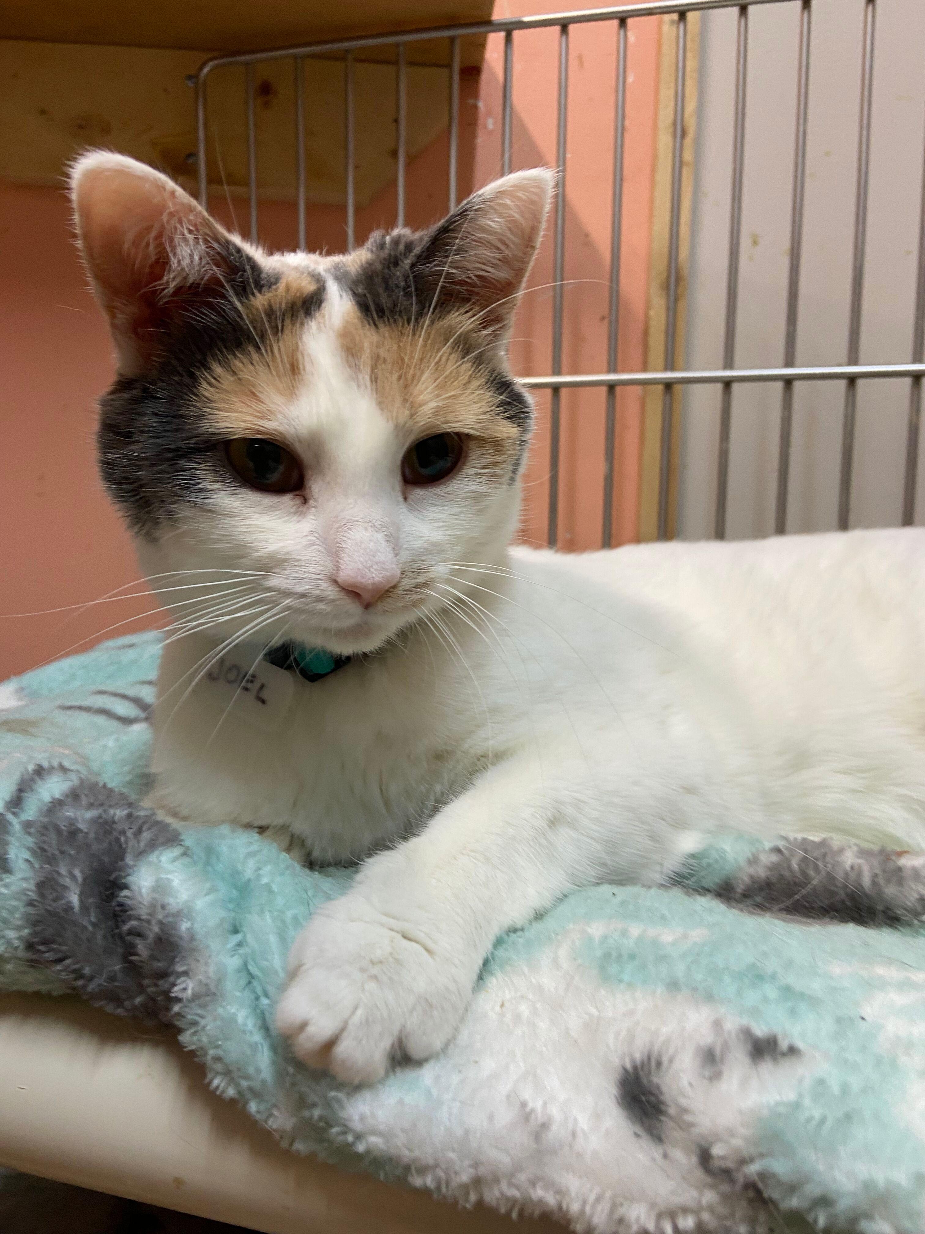 JEWELS, adopted, Adult Female Calico.