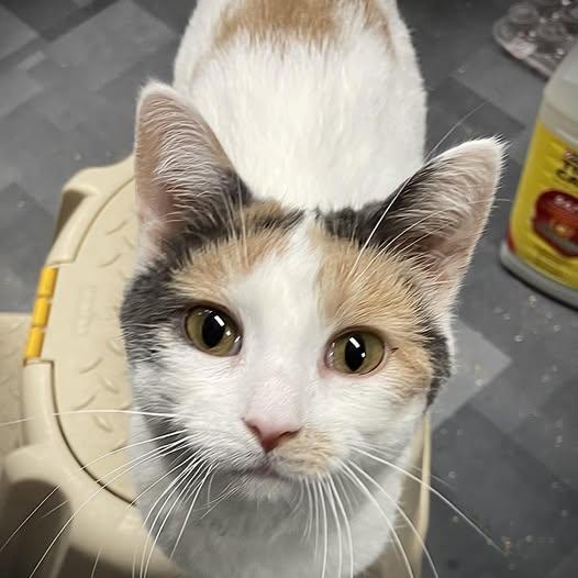 Enlarge JEWELS, an adopted Calico in Peru, IN image 2/6