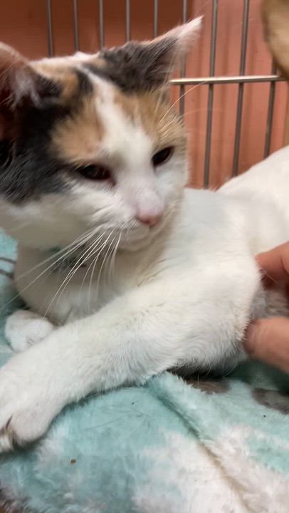Enlarge JEWELS, an adopted Calico in Peru, IN video 6/6