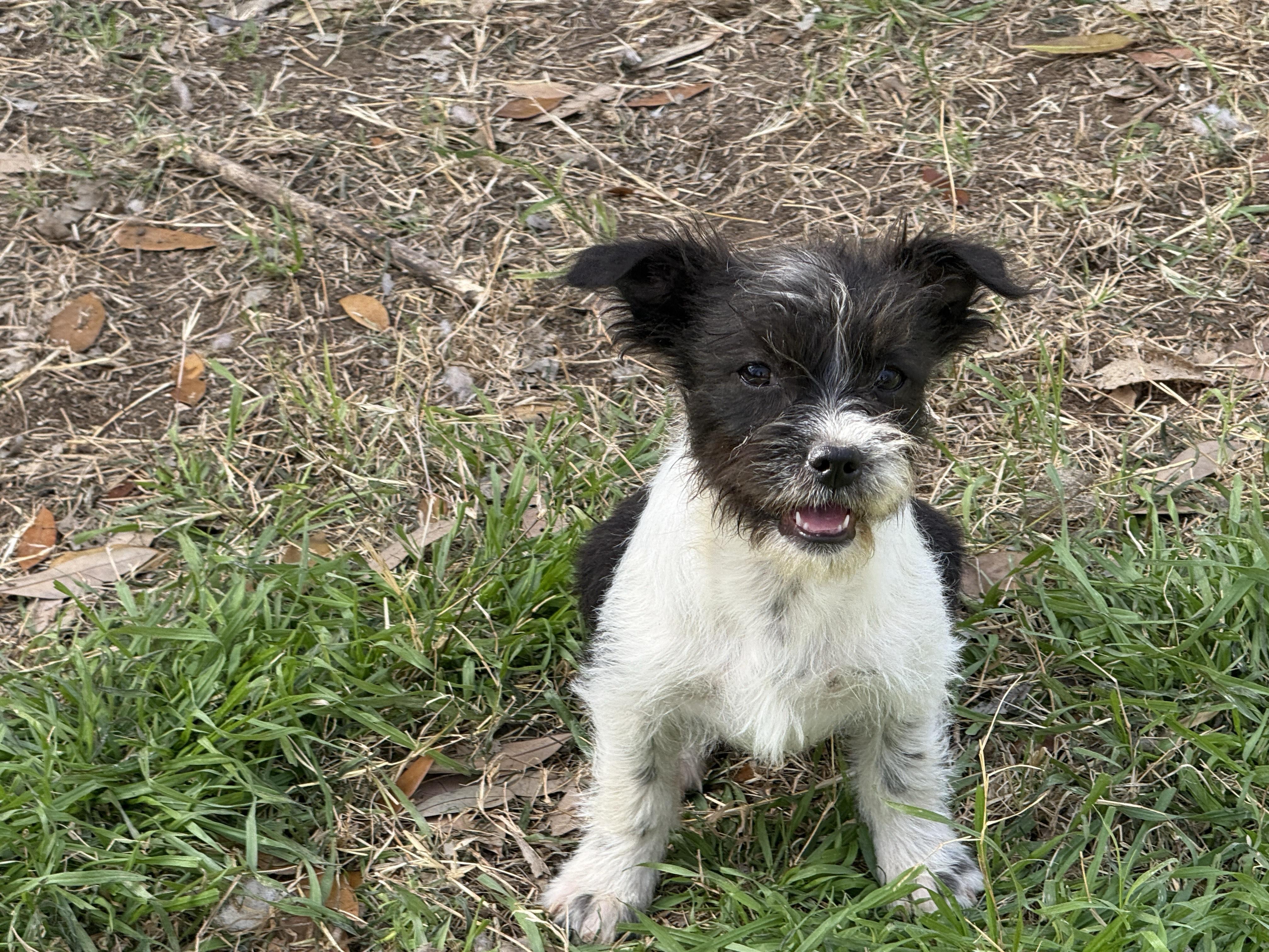 Enlarge Mele, a ADOPTABLE mixed breed in Round Rock, TX image 1/3