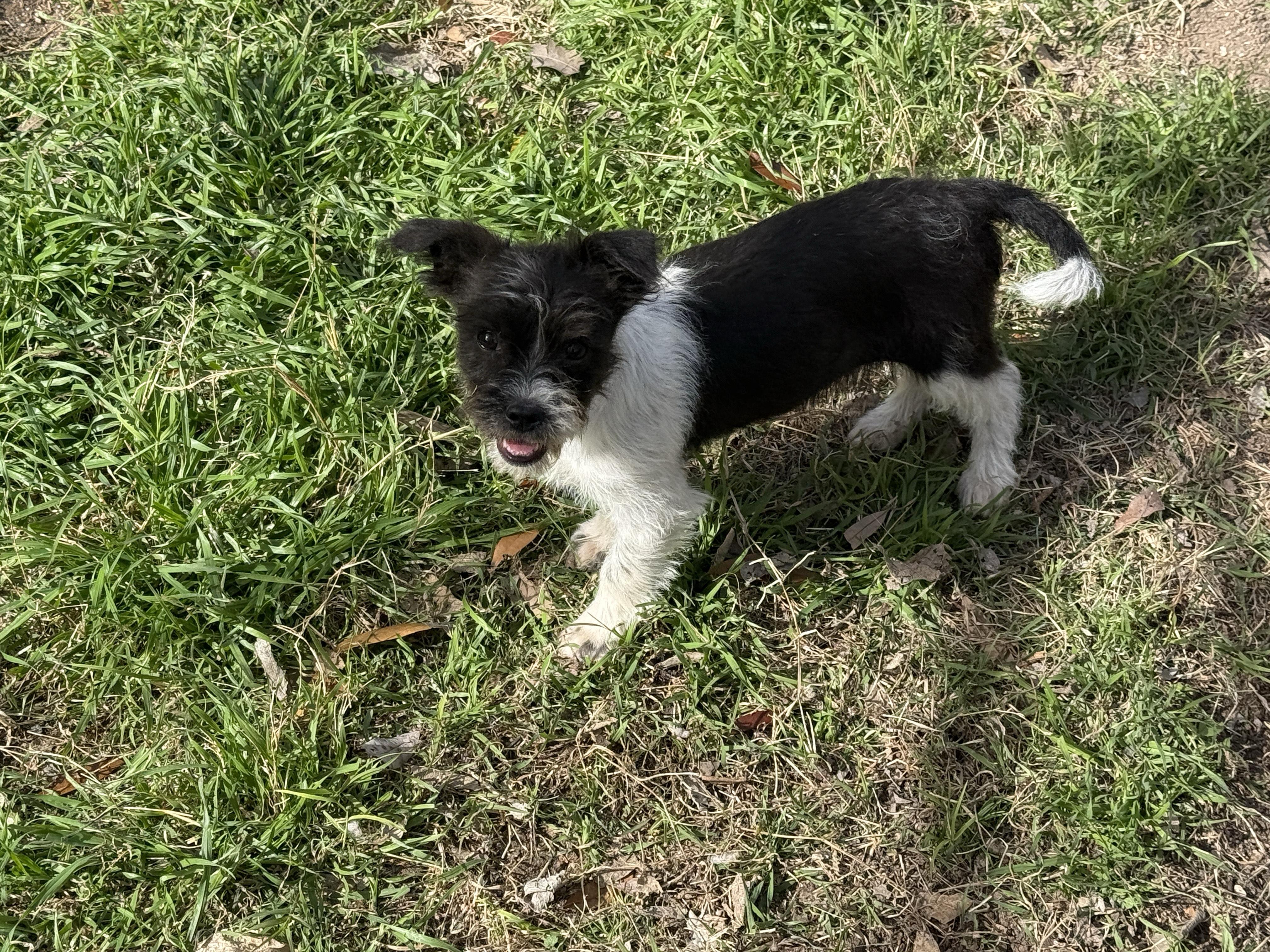 Enlarge Mele, a ADOPTABLE mixed breed in Round Rock, TX image 3/3