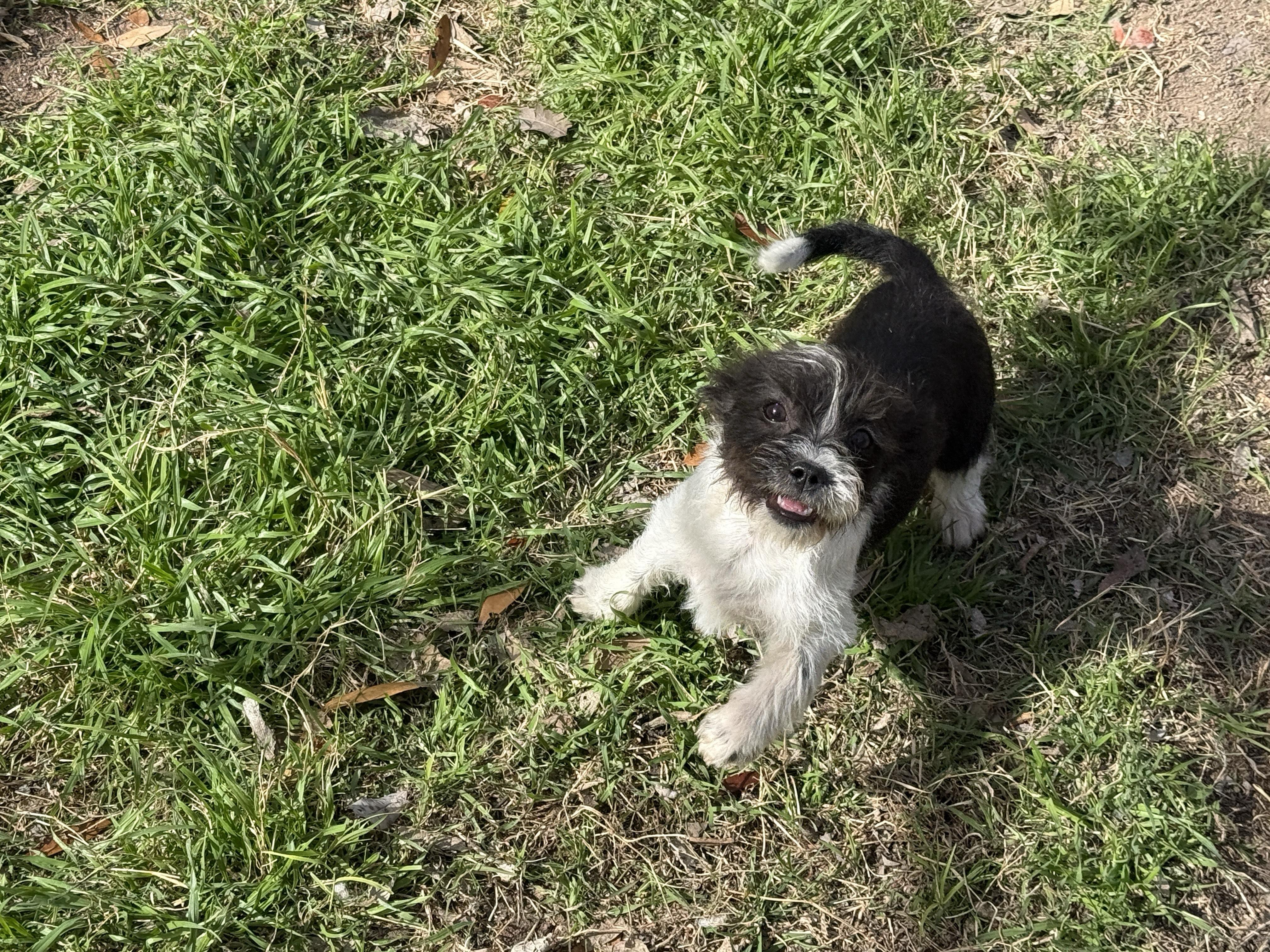 Enlarge Mele, a ADOPTABLE mixed breed in Round Rock, TX image 2/3