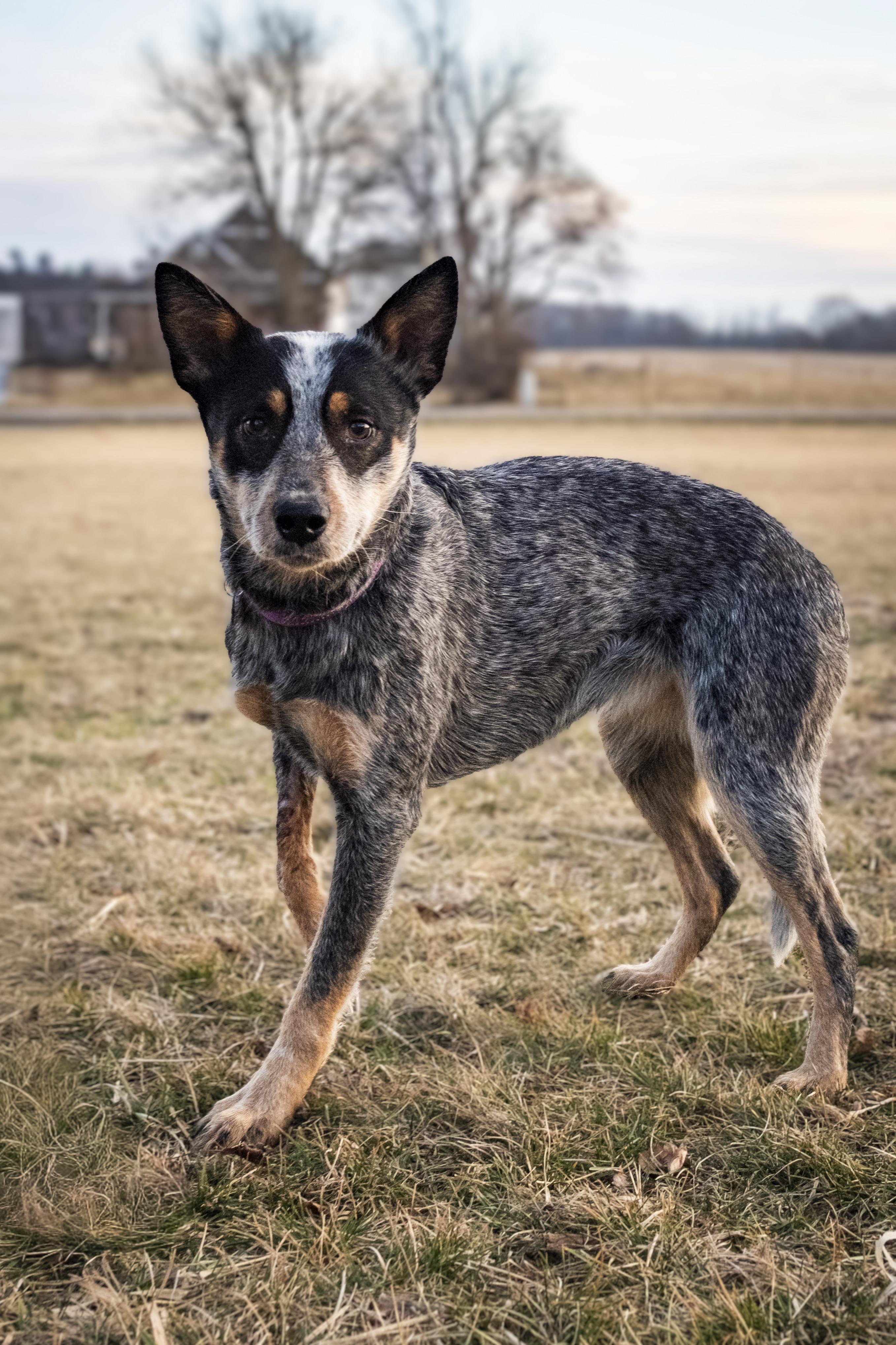 Enlarge Sylvie , a ADOPTABLE Australian Cattle Dog / Blue Heeler in Muncie, IN image 2/3