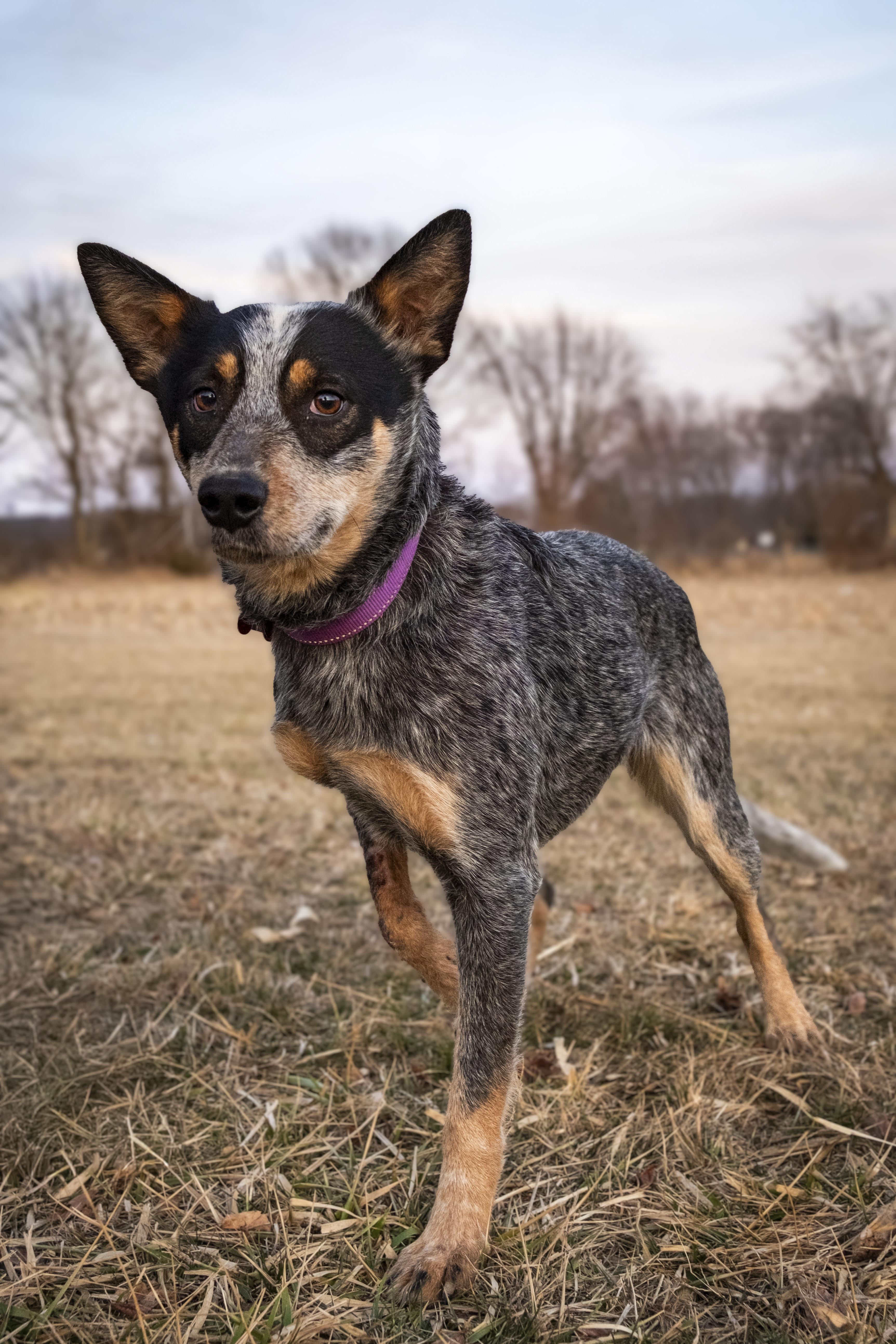 Enlarge Sylvie , a ADOPTABLE Australian Cattle Dog / Blue Heeler in Muncie, IN image 1/3