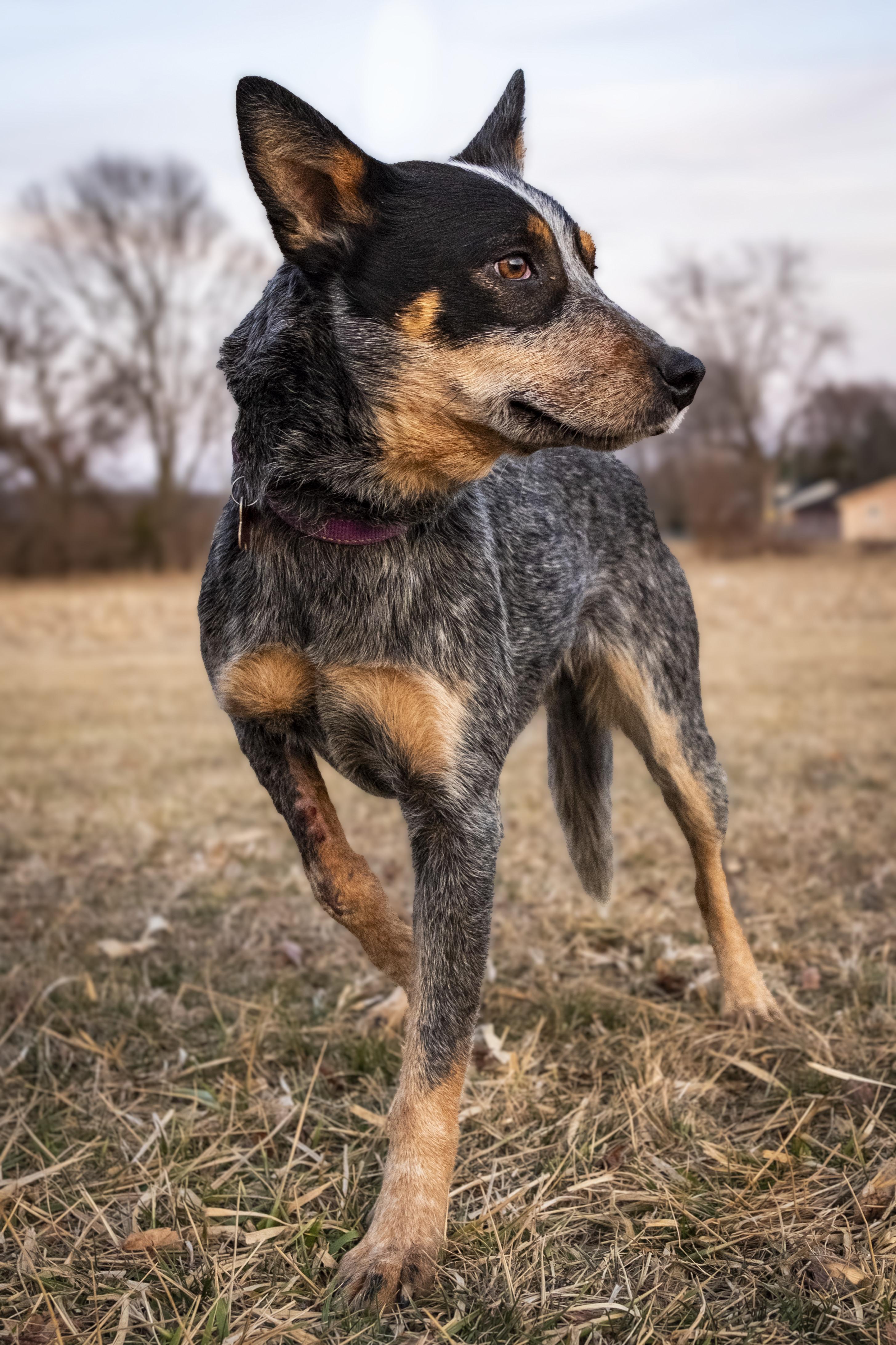 Enlarge Sylvie , a ADOPTABLE Australian Cattle Dog / Blue Heeler in Muncie, IN image 3/3