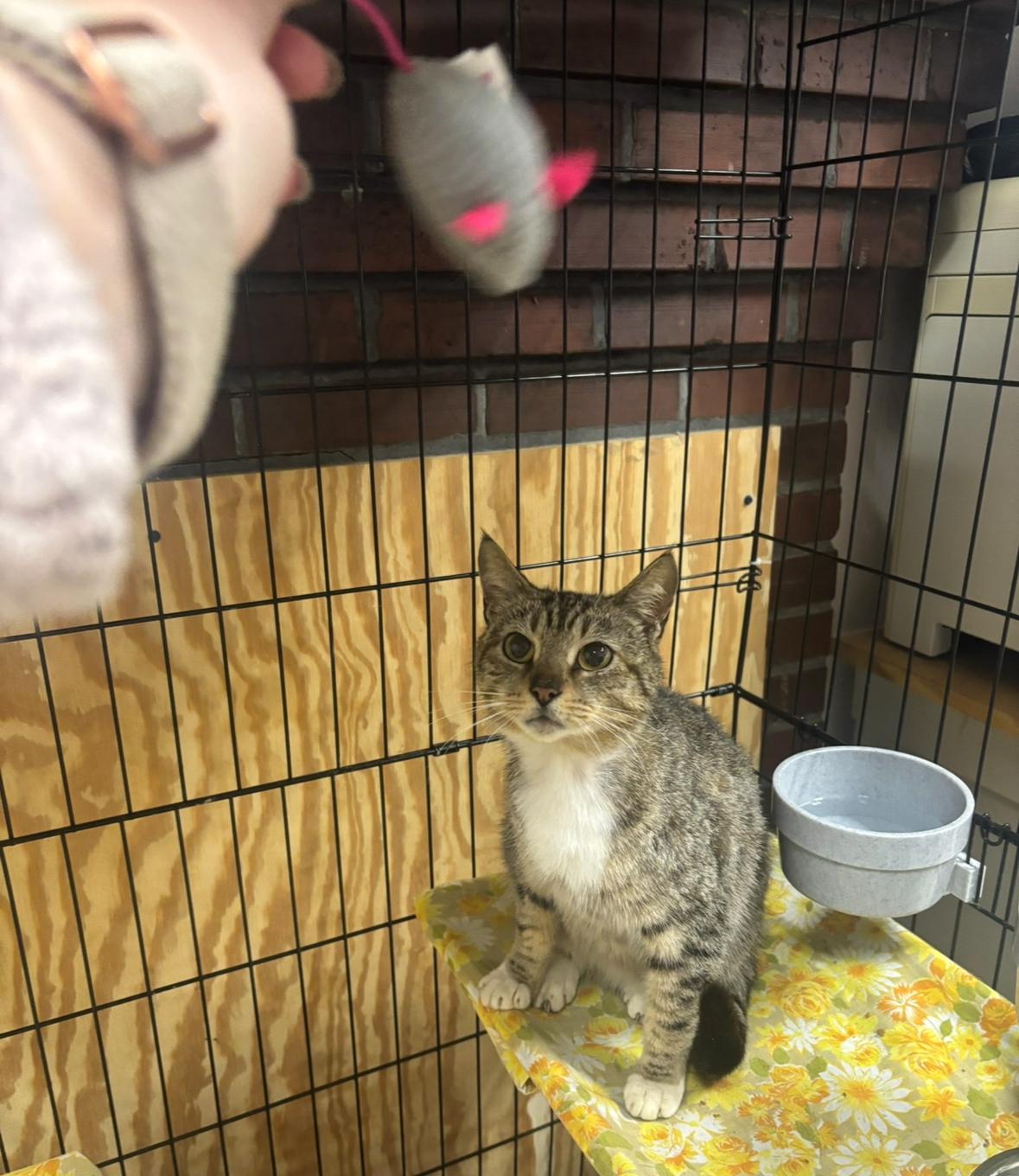 Dahlia, a ADOPTABLE Domestic Short Hair in Statesboro, GA image 2/2