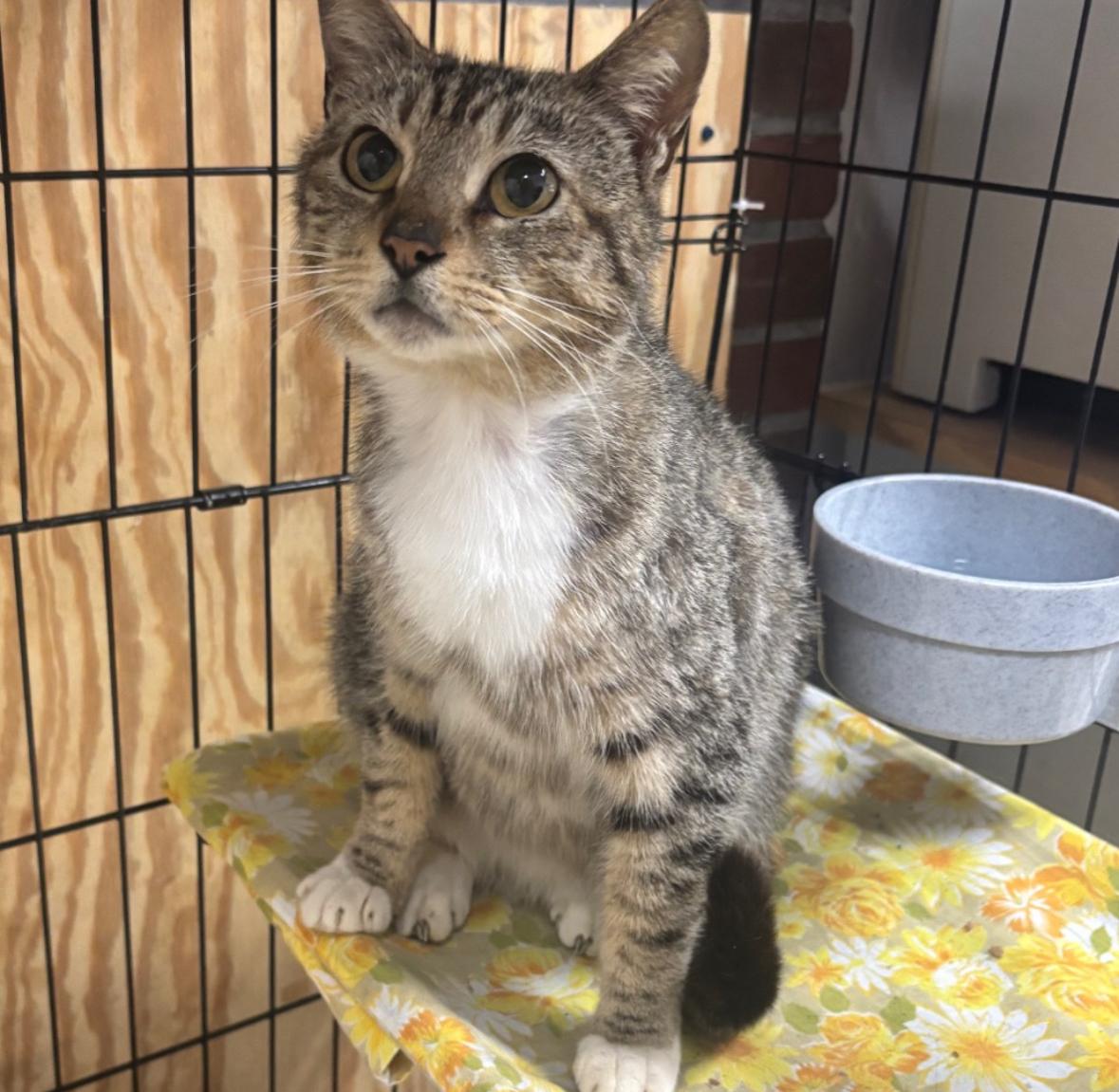Dahlia, a ADOPTABLE Domestic Short Hair in Statesboro, GA image 1/2