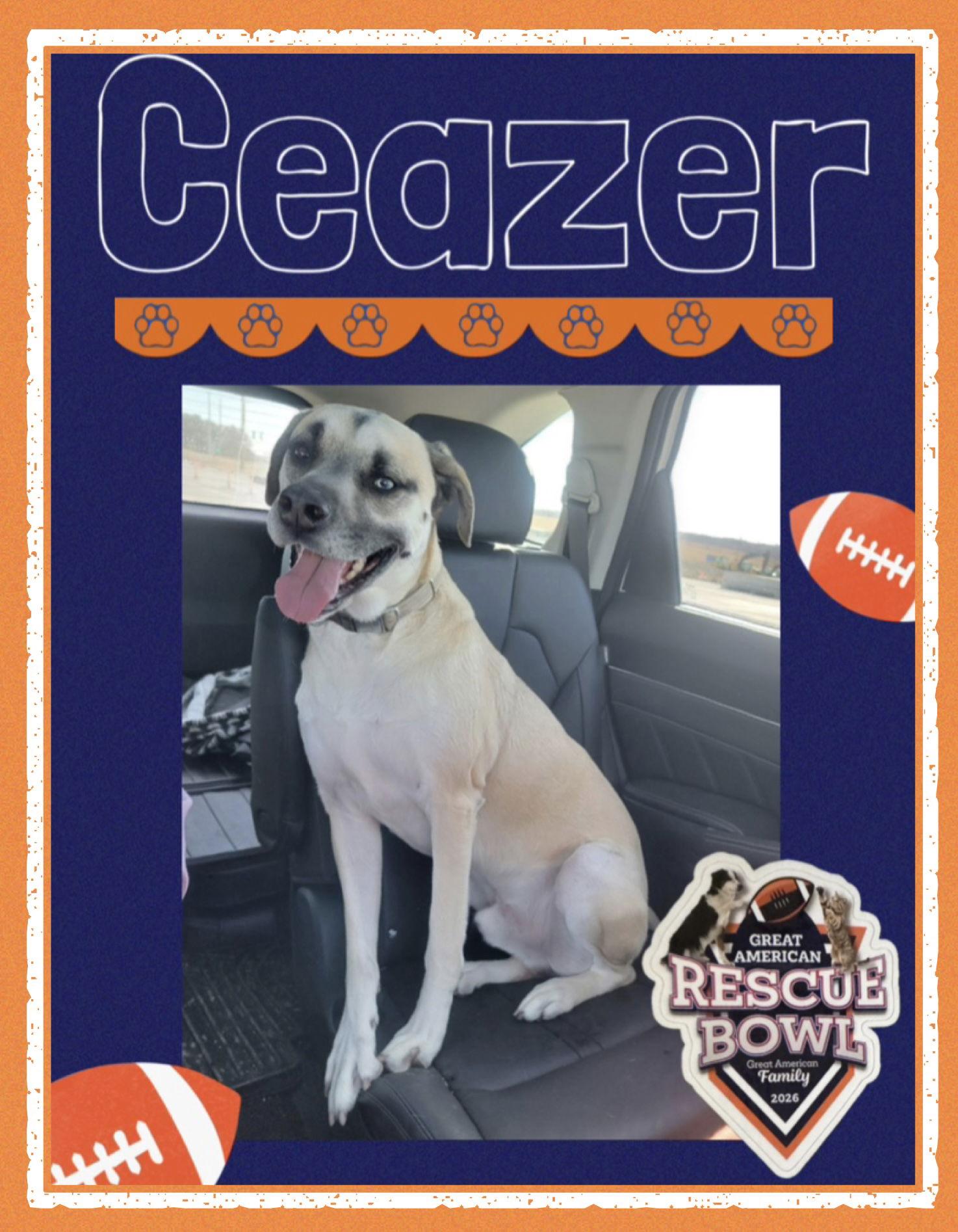 Ceazer, Adoptable, Adult Male Shepherd & Mastiff.