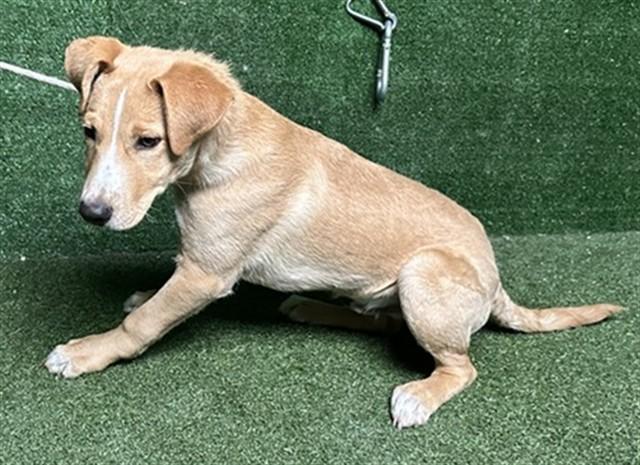 JEREMIAH, Adoptable, Young Male Labrador Retriever.