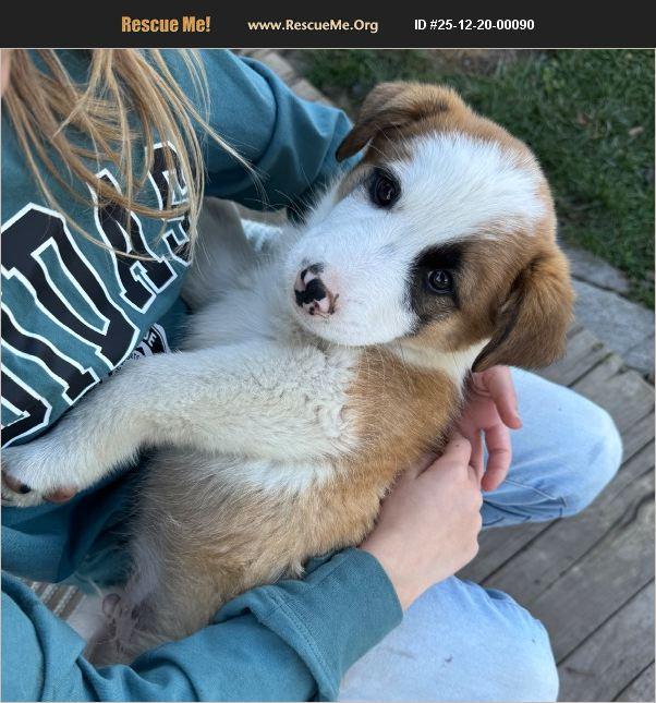 Enlarge Peter, a ADOPTABLE mixed breed in Cedar City, UT image 1/1