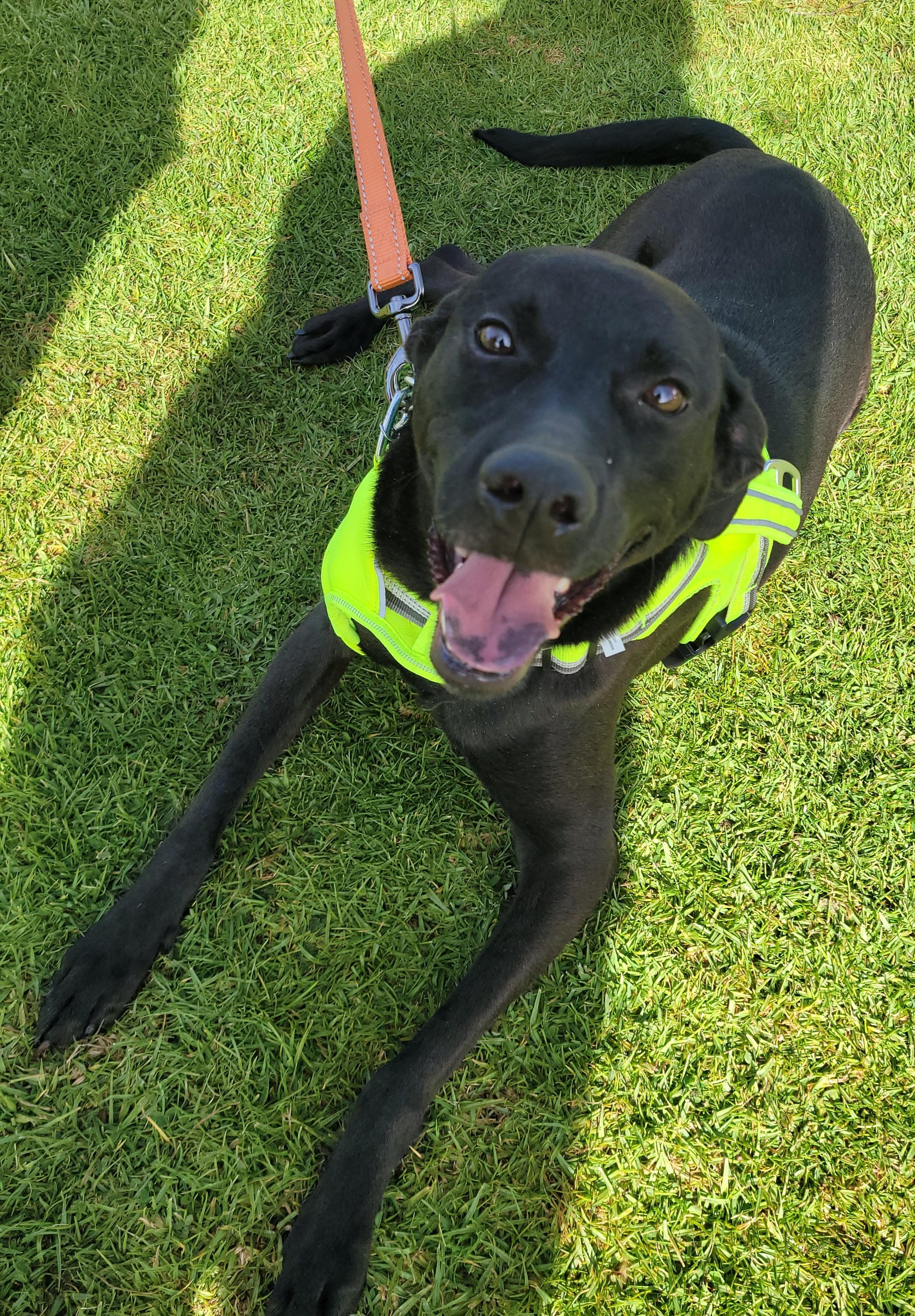 Link, Adoptable, Adult Female Black Labrador Retriever.