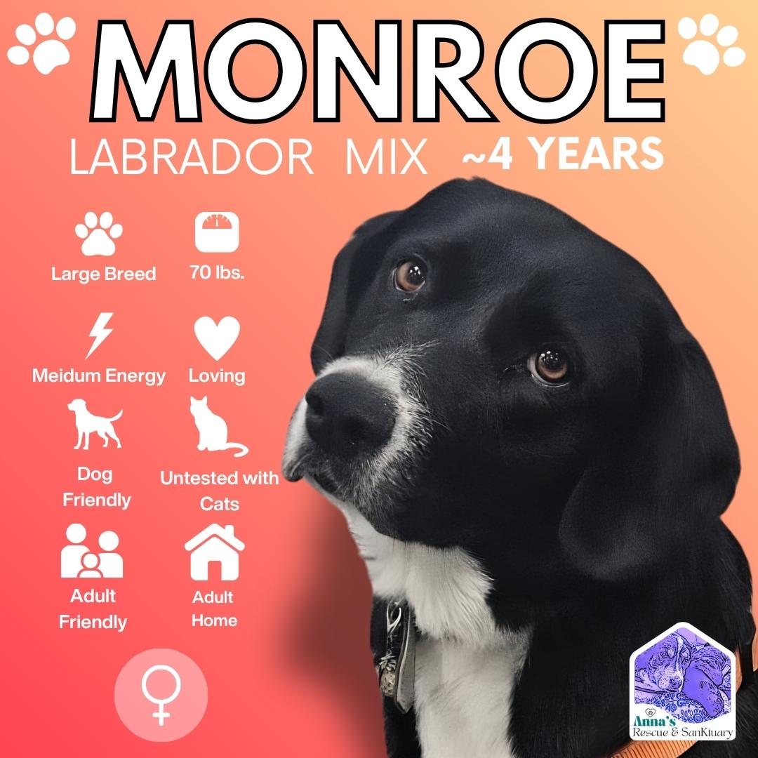 Monroe, Adoptable, Adult Female Mixed Breed & Labrador Retriever.