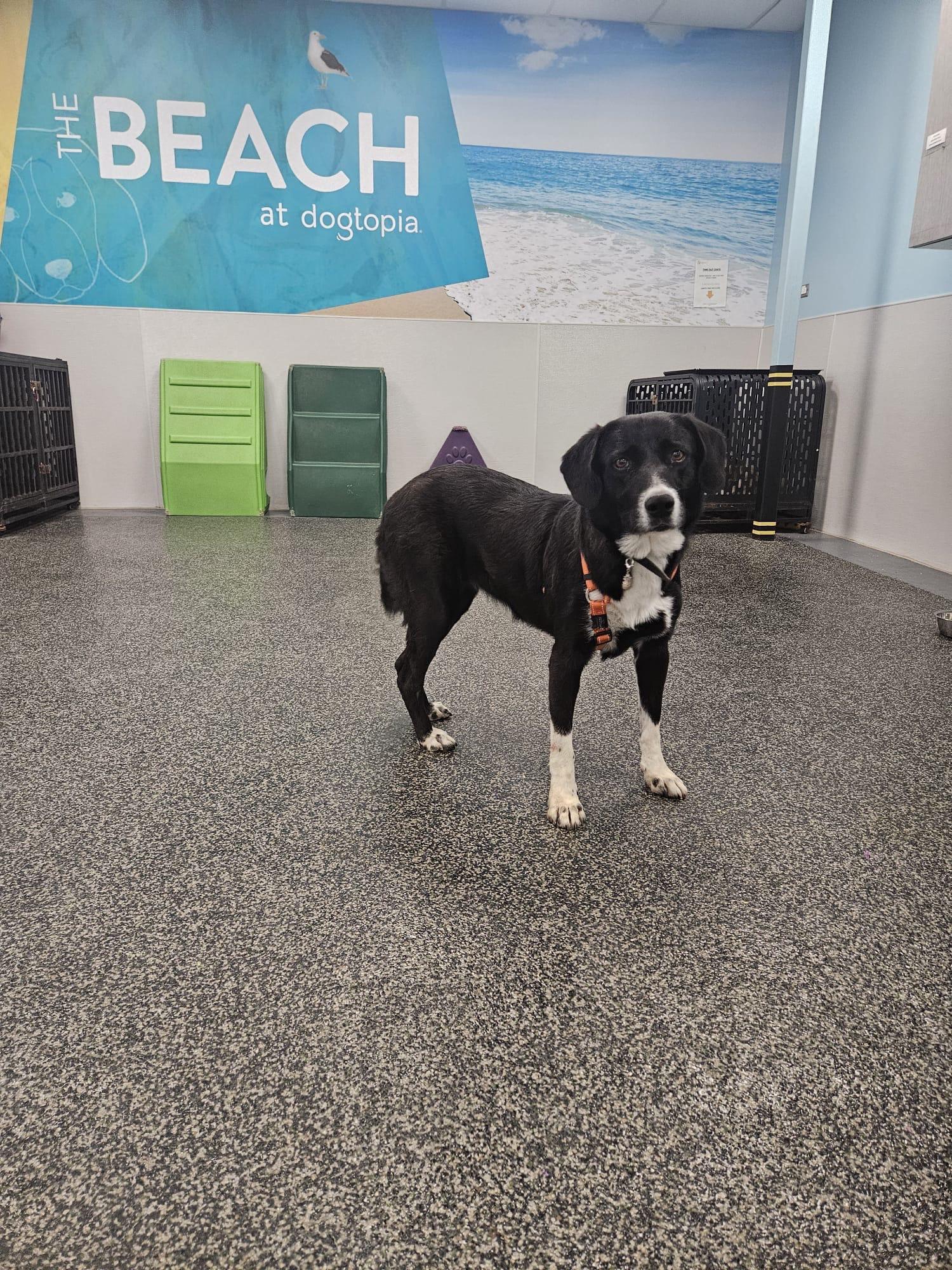 Enlarge Monroe, a Adoptable mixed breed in Aurora, ON image 4/4