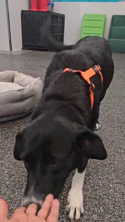 Enlarge Monroe, a Adoptable mixed breed in Aurora, ON video 2/4