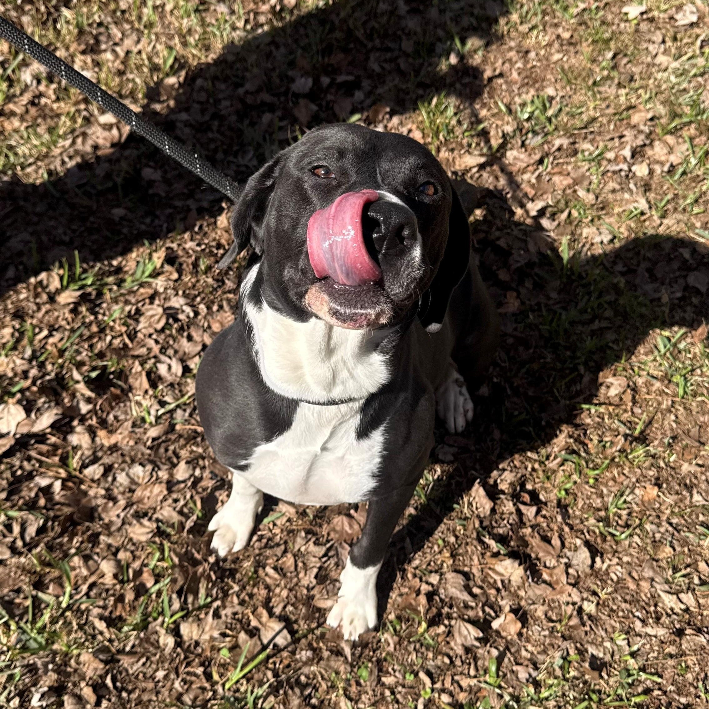 Enlarge Daisy, a Adoptable mixed breed in St. Augustine, FL image 2/2