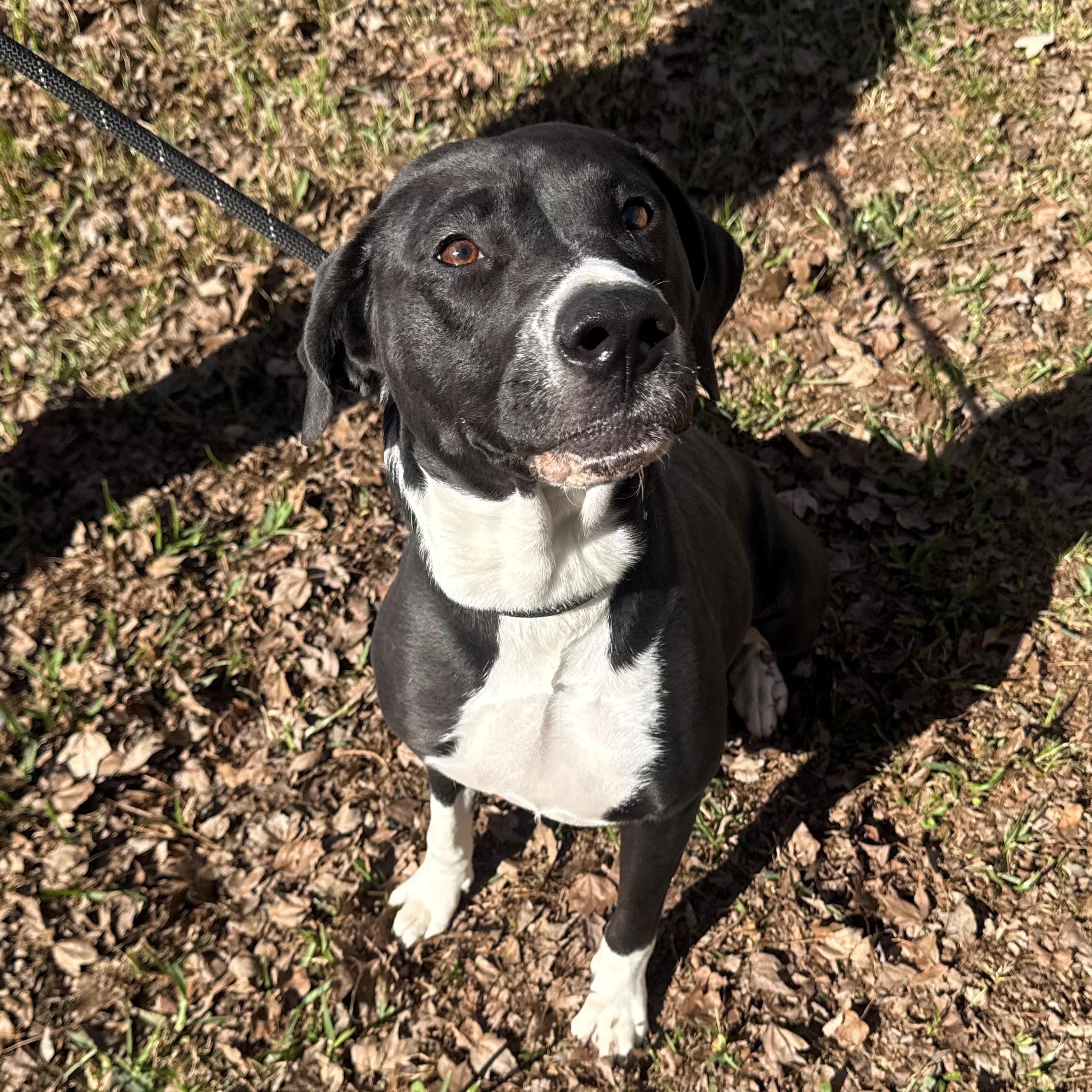 Enlarge Daisy, a Adoptable mixed breed in St. Augustine, FL image 1/2