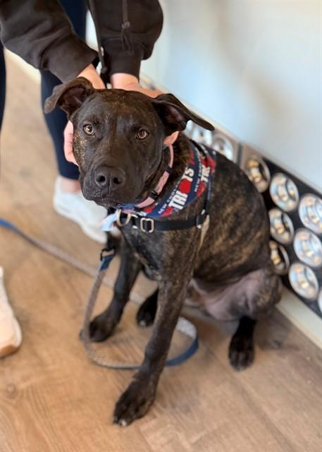 CLYDE, Adoptable, Puppy Male Plott Hound & Mixed Breed.