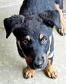 Dave, an adoptable Australian Shepherd, Beauceron in Poway, CA, 92064 | Photo Image 6