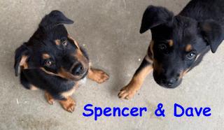 Dave, an adoptable Australian Shepherd, Beauceron in Poway, CA, 92064 | Photo Image 2