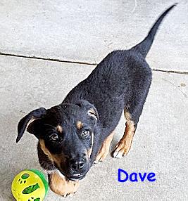 Dave, an adoptable Australian Shepherd, Beauceron in Poway, CA, 92064 | Photo Image 3