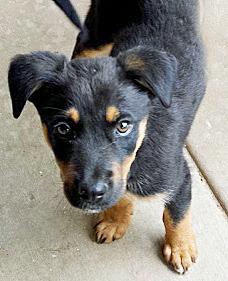 Dave, an adoptable Australian Shepherd, Beauceron in Poway, CA, 92064 | Photo Image 1