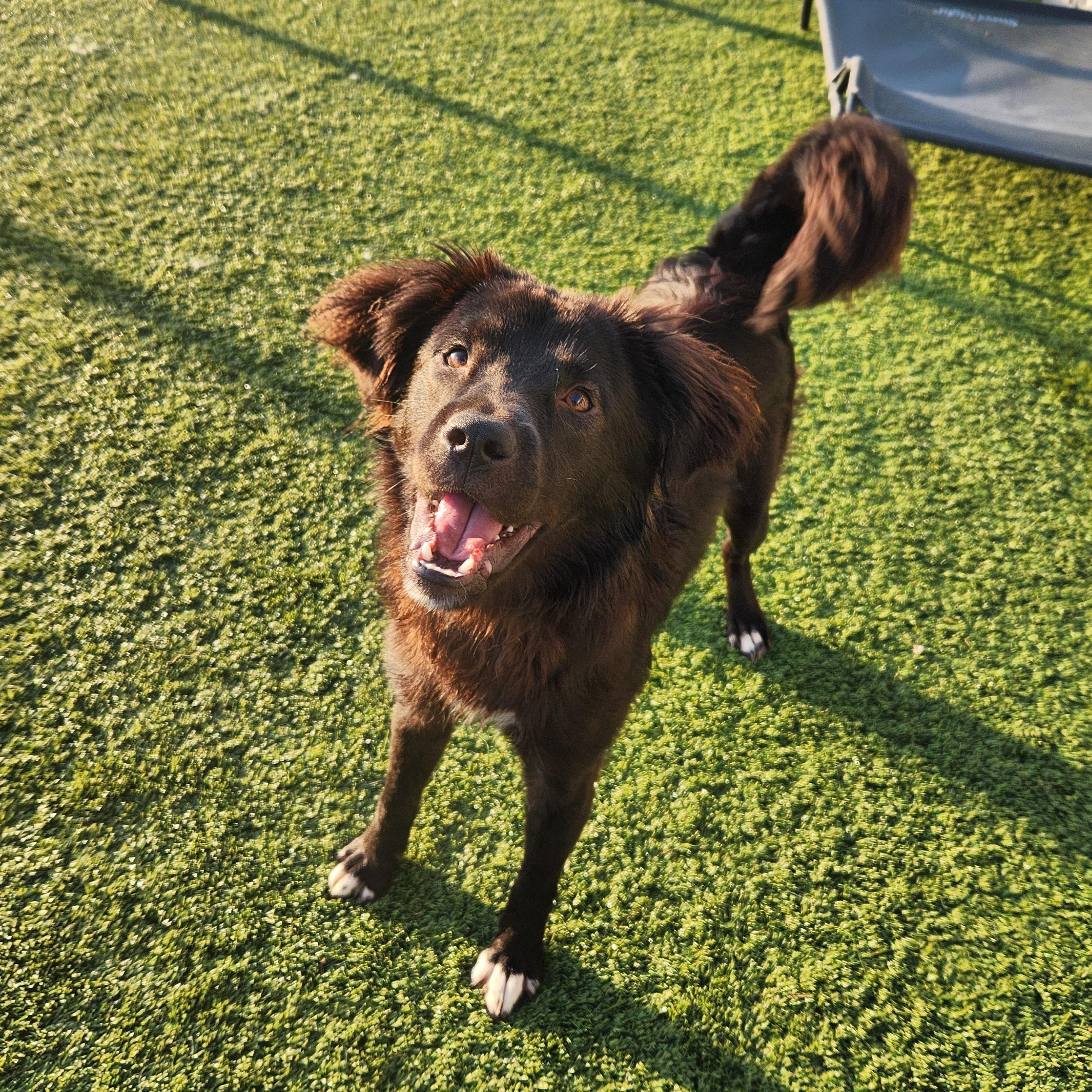 Enlarge Dutchess, a ADOPTABLE mixed breed in Liberty, MO image 1/5