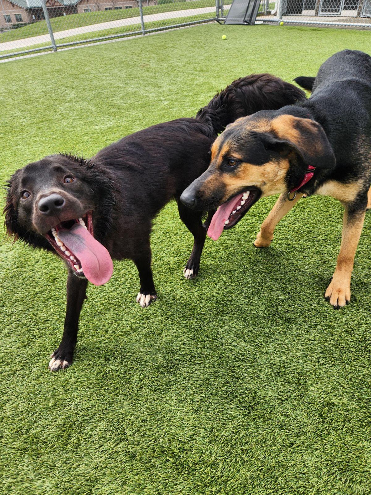 Enlarge Dutchess, a ADOPTABLE mixed breed in Liberty, MO image 2/5