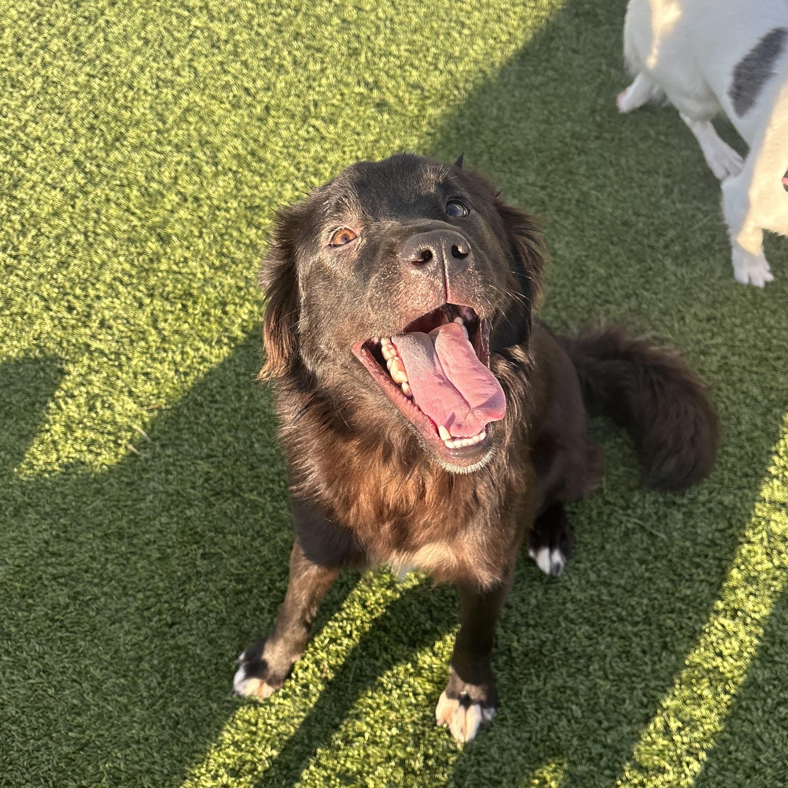 Enlarge Dutchess, a ADOPTABLE mixed breed in Liberty, MO image 5/5