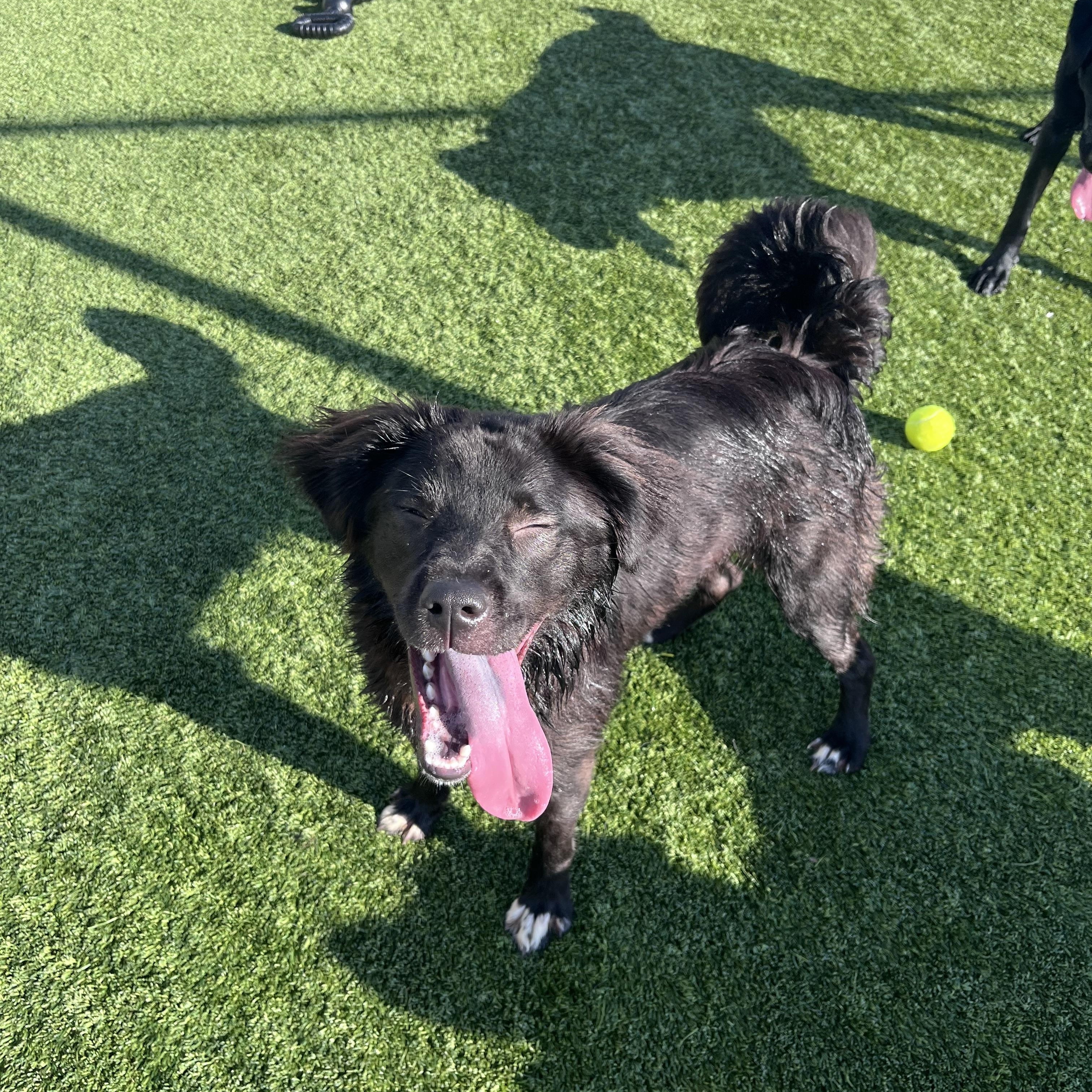 Enlarge Dutchess, a ADOPTABLE mixed breed in Liberty, MO image 3/5