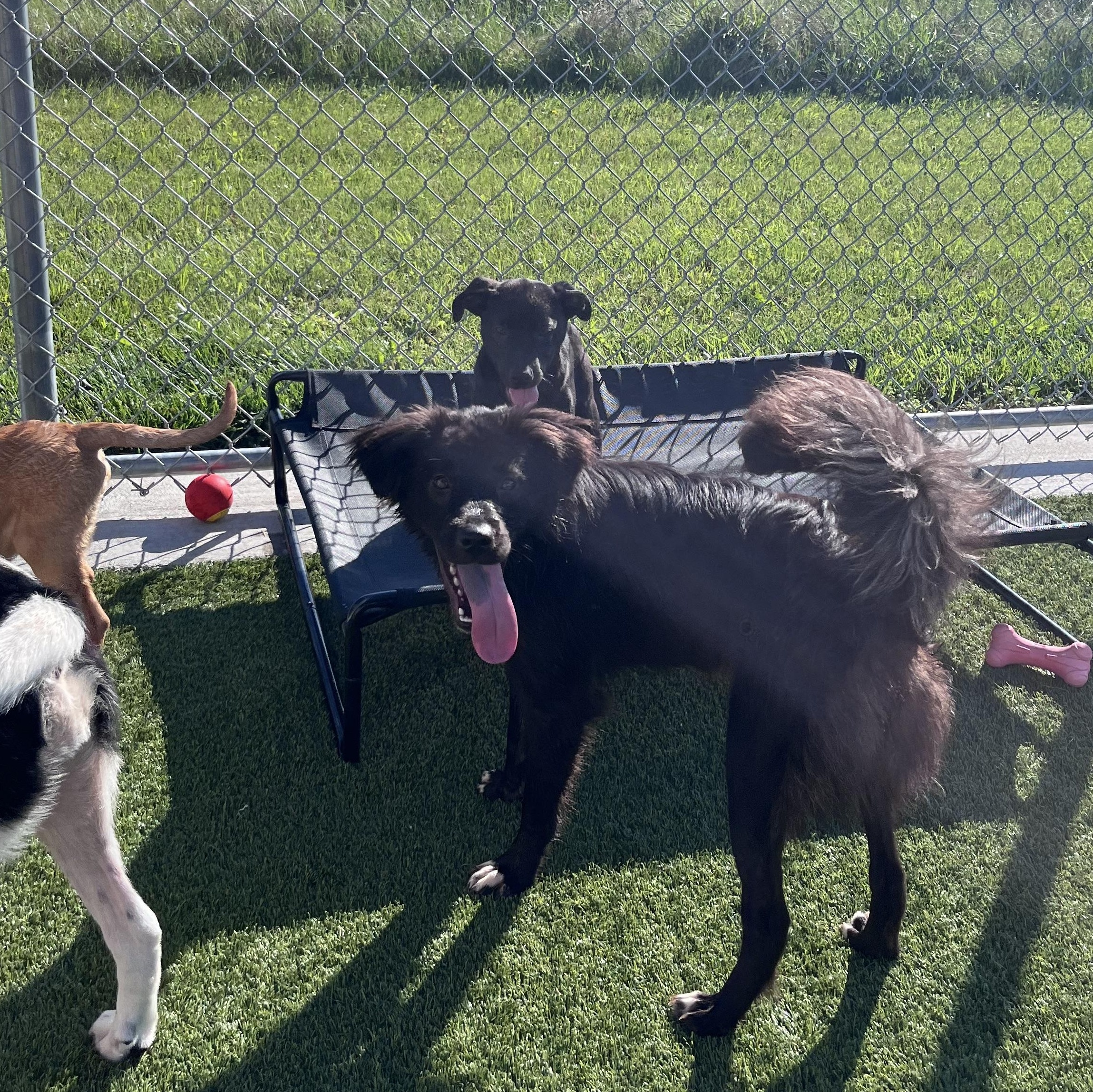Enlarge Dutchess, a ADOPTABLE mixed breed in Liberty, MO image 4/5