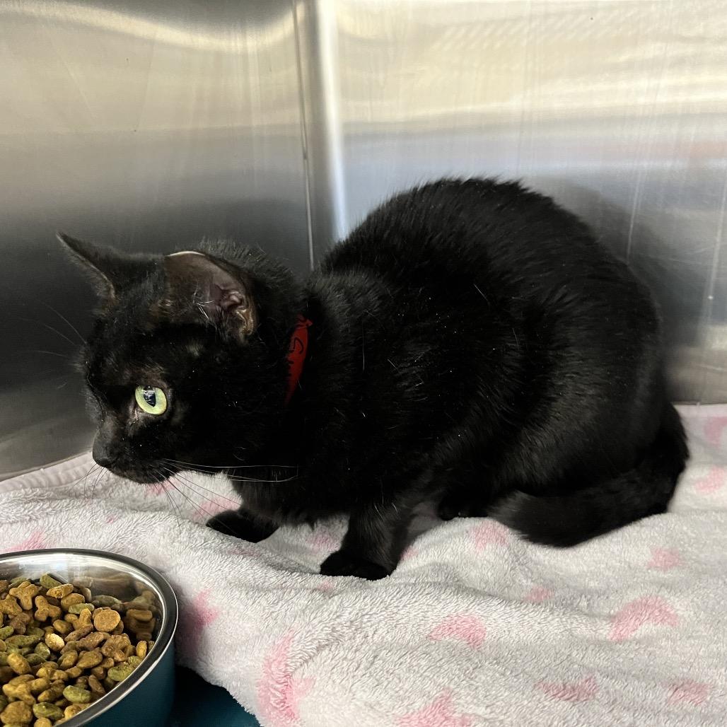 Sweetie Pie, Adoptable, Adult Female Domestic Short Hair.
