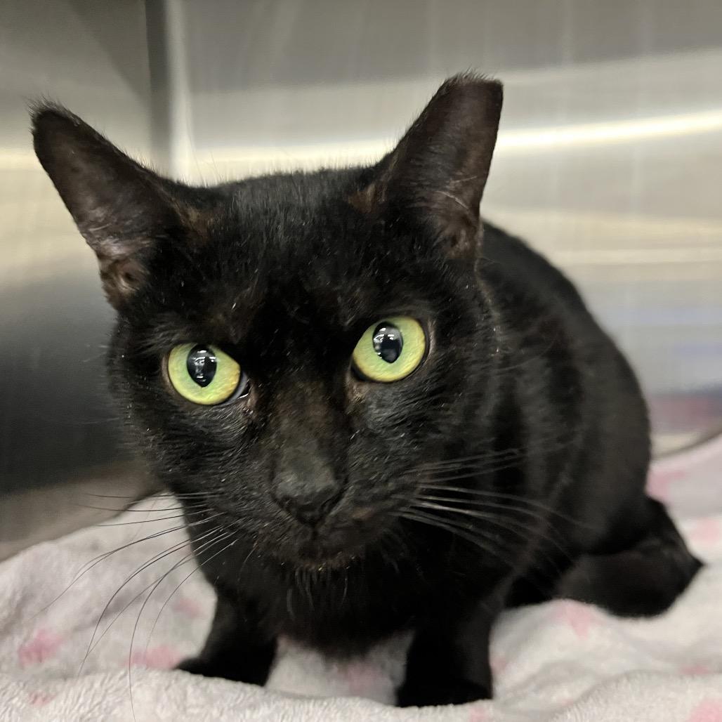Enlarge Sweetie Pie, a Adoptable Domestic Short Hair in Hamburg, NY image 2/4
