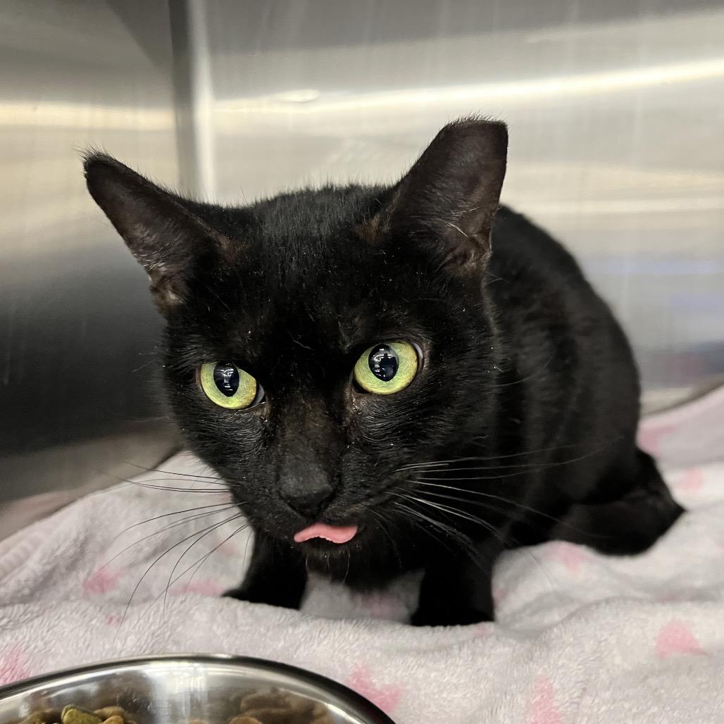 Enlarge Sweetie Pie, a Adoptable Domestic Short Hair in Hamburg, NY image 3/4