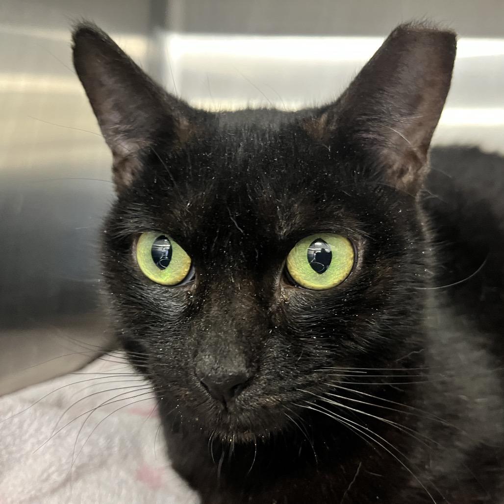 Enlarge Sweetie Pie, a Adoptable Domestic Short Hair in Hamburg, NY image 4/4