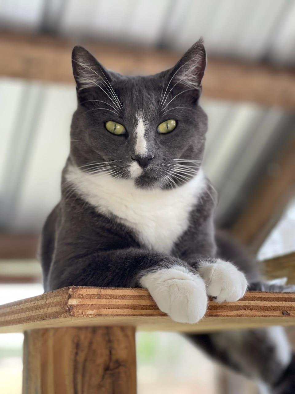 Enlarge Joy, a Adoptable American Shorthair in Lakeland, FL image 5/6