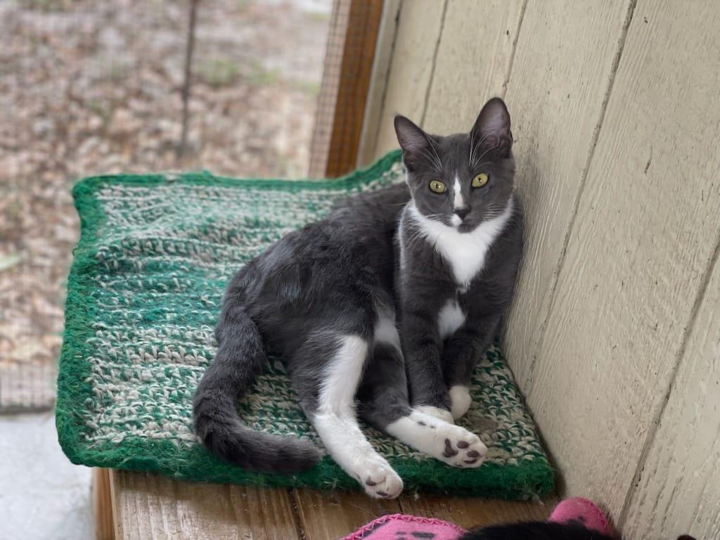Joy, Adoptable, Adult Female American Shorthair.