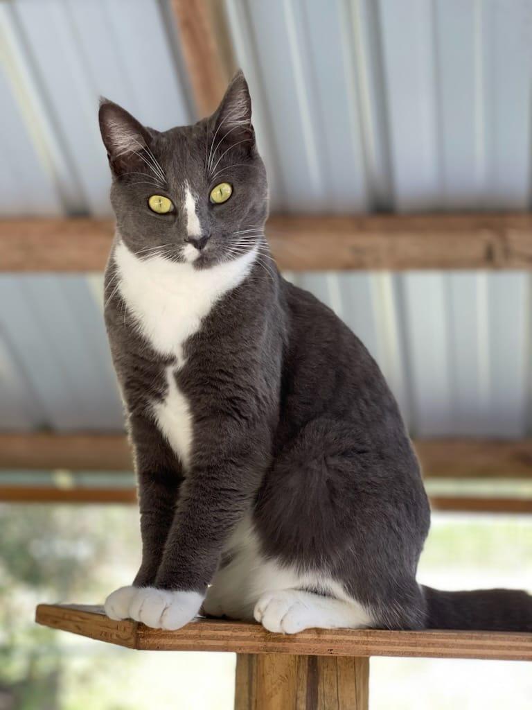 Enlarge Joy, a Adoptable American Shorthair in Lakeland, FL image 6/6