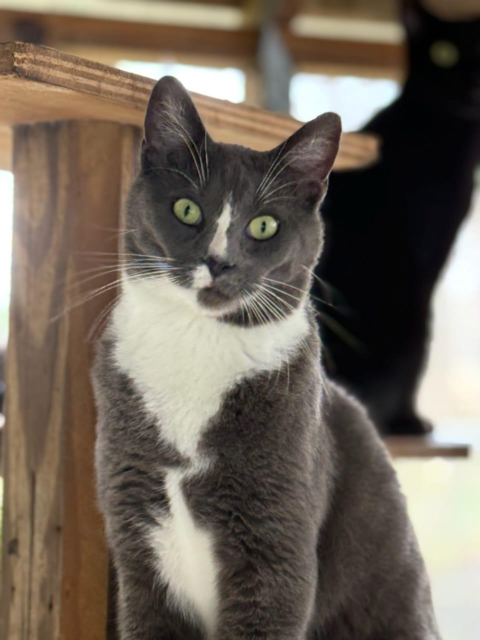 Enlarge Joy, a Adoptable American Shorthair in Lakeland, FL image 1/6