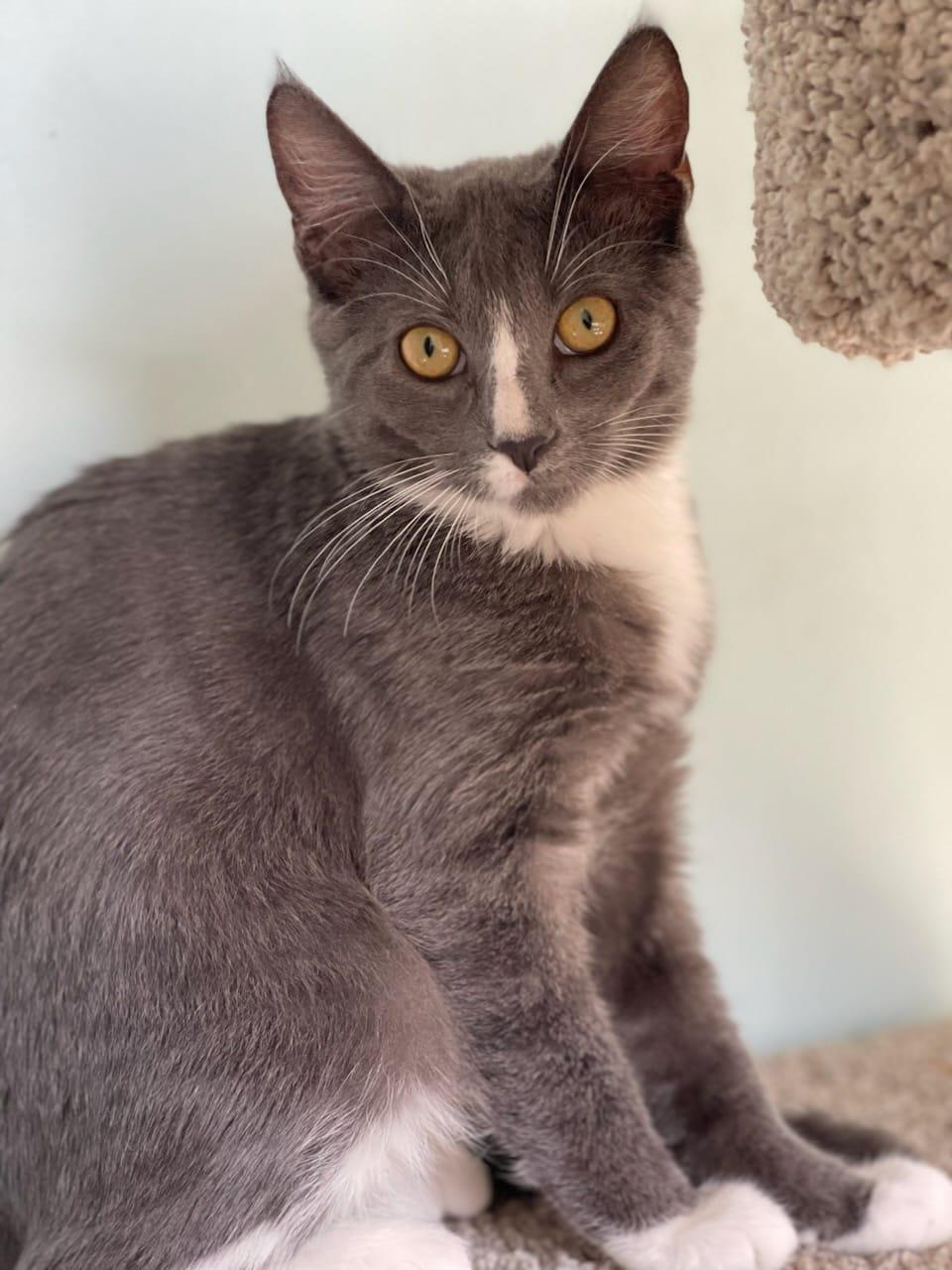 Enlarge Joy, a Adoptable American Shorthair in Lakeland, FL image 4/6
