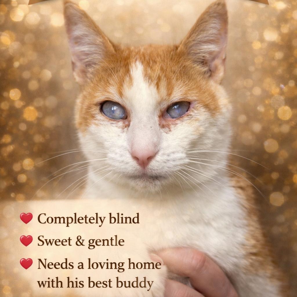 Enlarge Benny, a Adoptable Domestic Short Hair in Lancaster, OH image 1/2