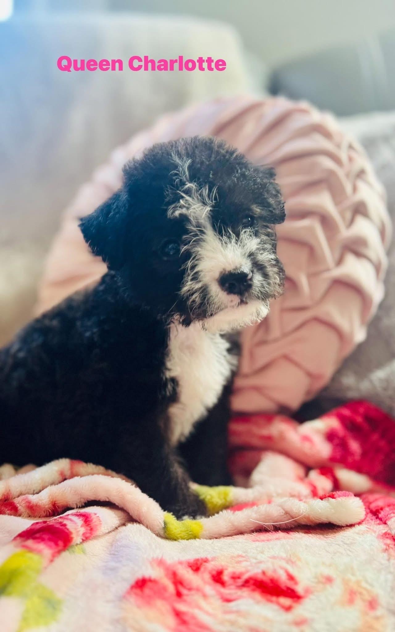 Enlarge Queen Charlotte, an adopted mixed breed in Albemarle, NC image 2/2